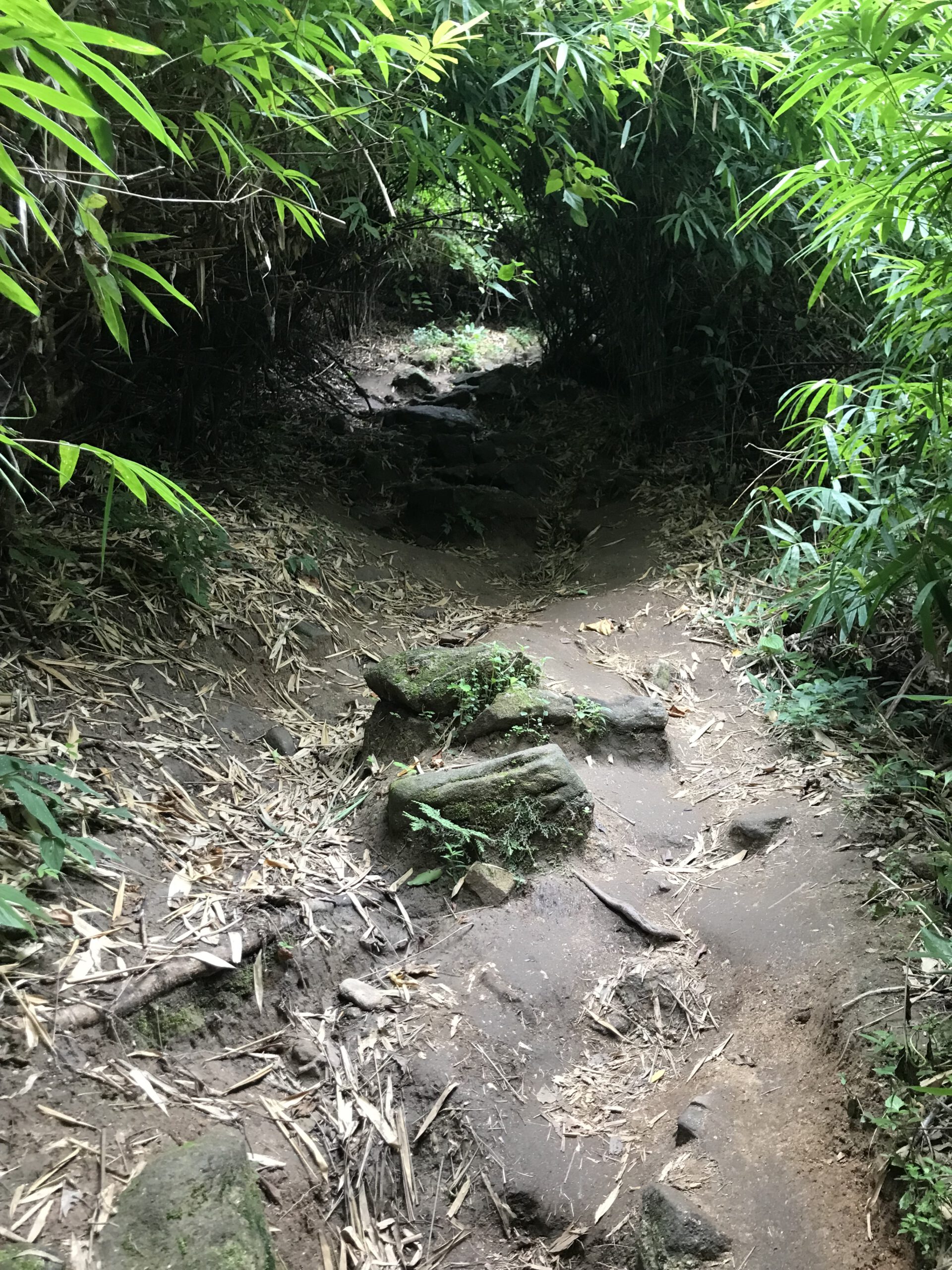 Read more about the article Monks Trail