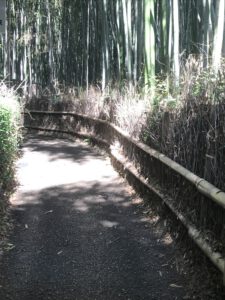 Read more about the article Bamboo forest