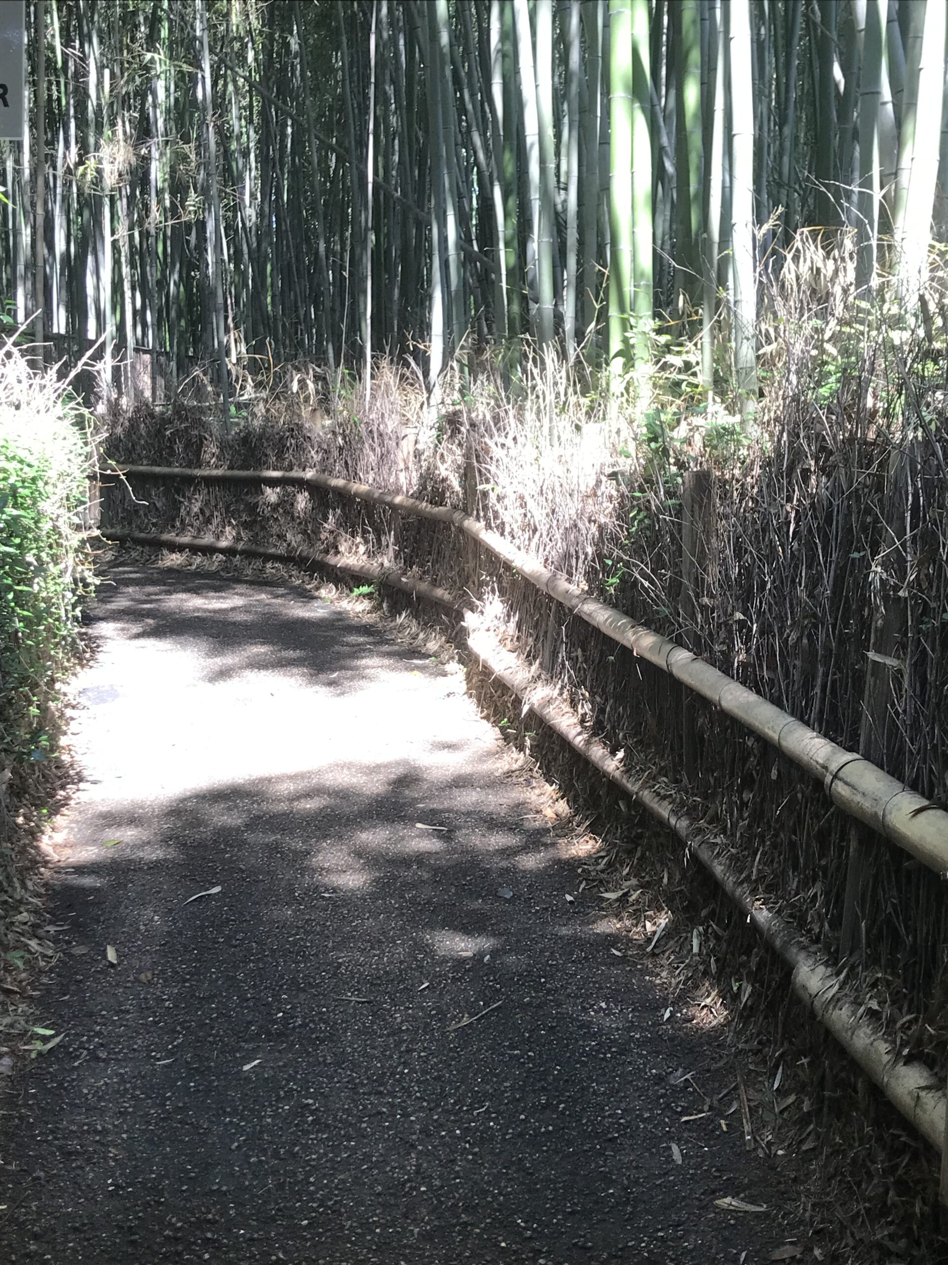 You are currently viewing Bamboo forest