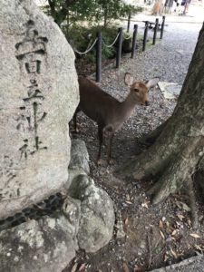 Read more about the article Nara
