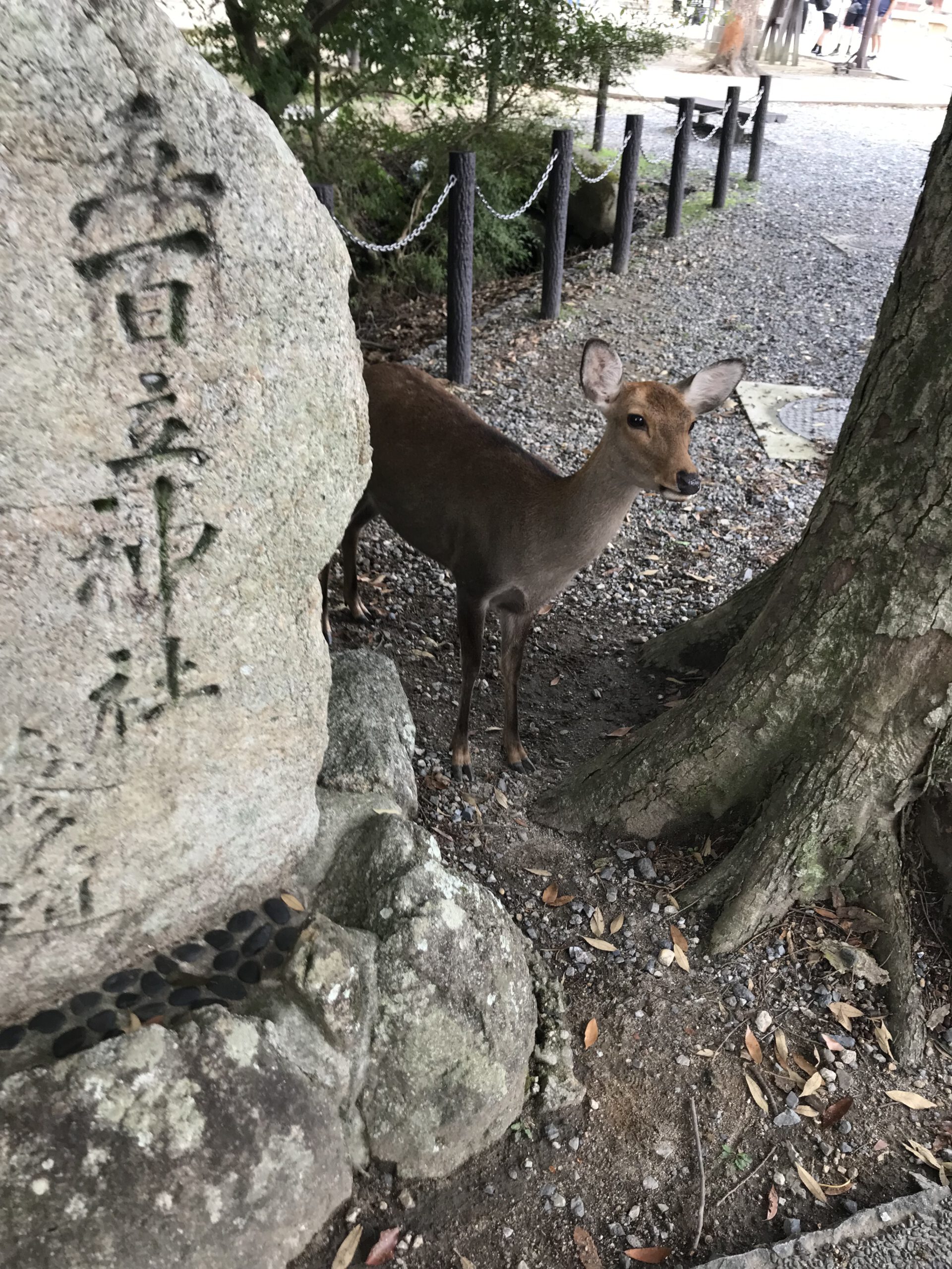 You are currently viewing Nara
