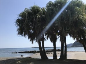 Read more about the article Aoshima