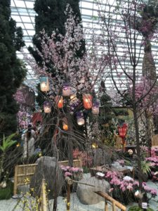 Read more about the article Sakura in Singapur