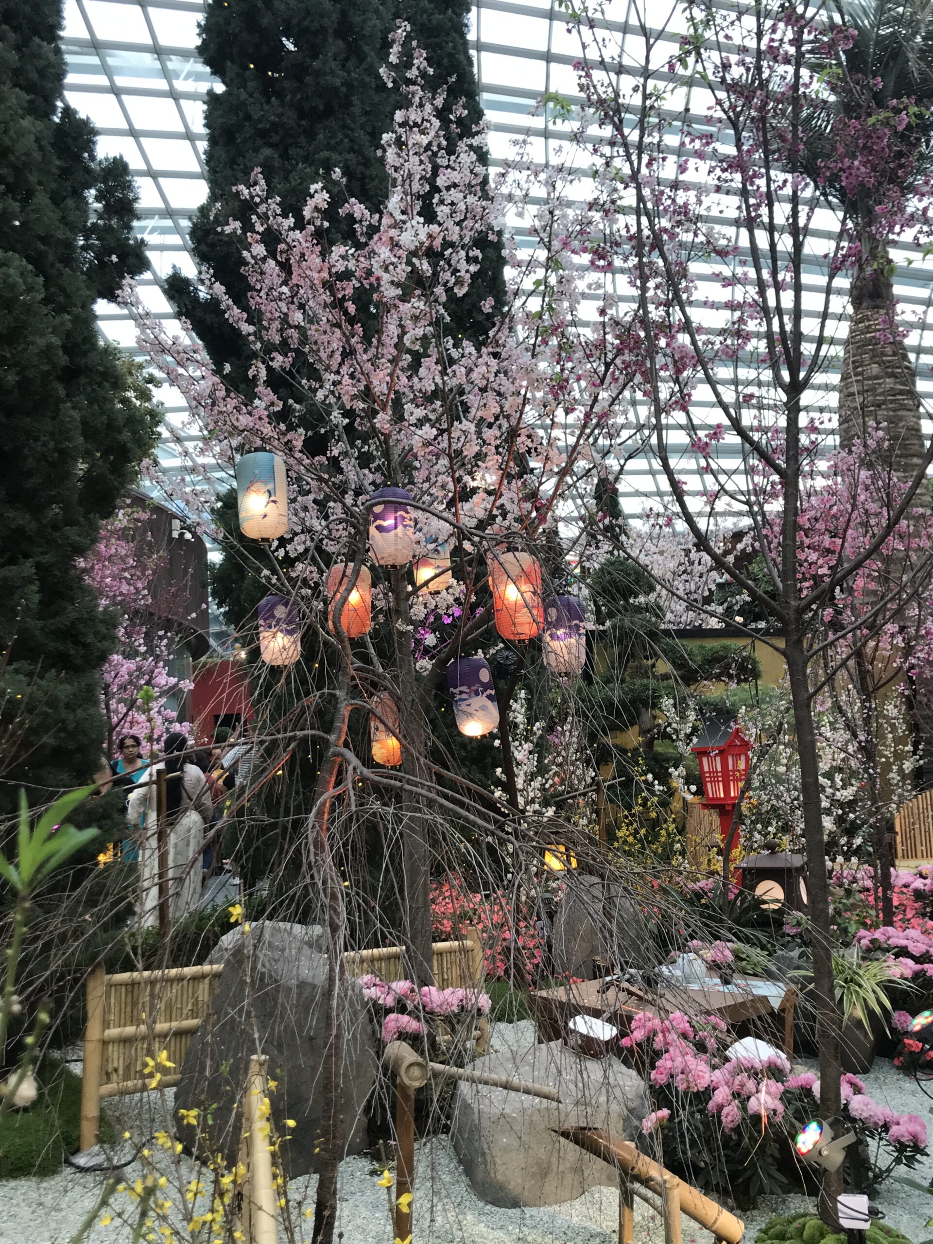 Read more about the article Sakura in Singapur