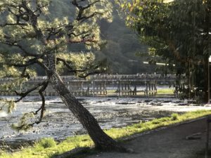 Read more about the article Arashiyama