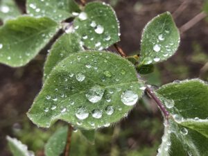 Read more about the article 7 Tage Regenwetter